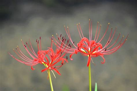 彼岸花葉|彼岸花(曼珠沙華)には葉っぱがない？いつ生える？画。